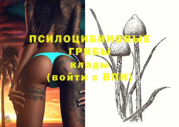 сатива Новозыбков