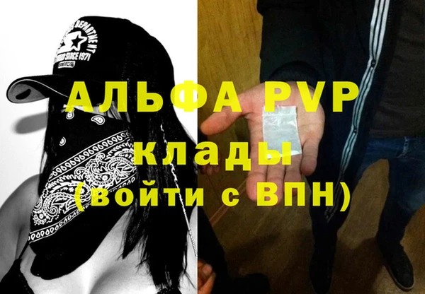 сатива Новозыбков