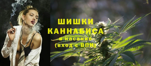 сатива Новозыбков